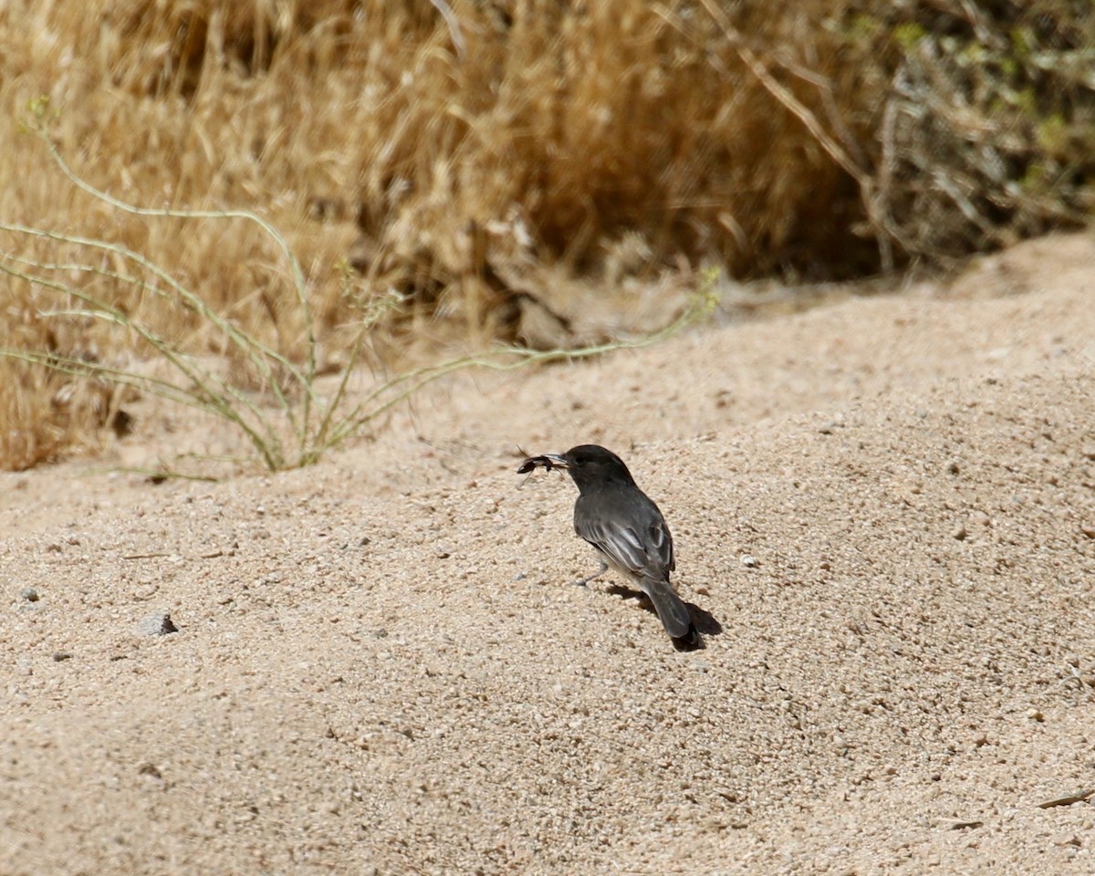 Black Phoebe - ML114769951