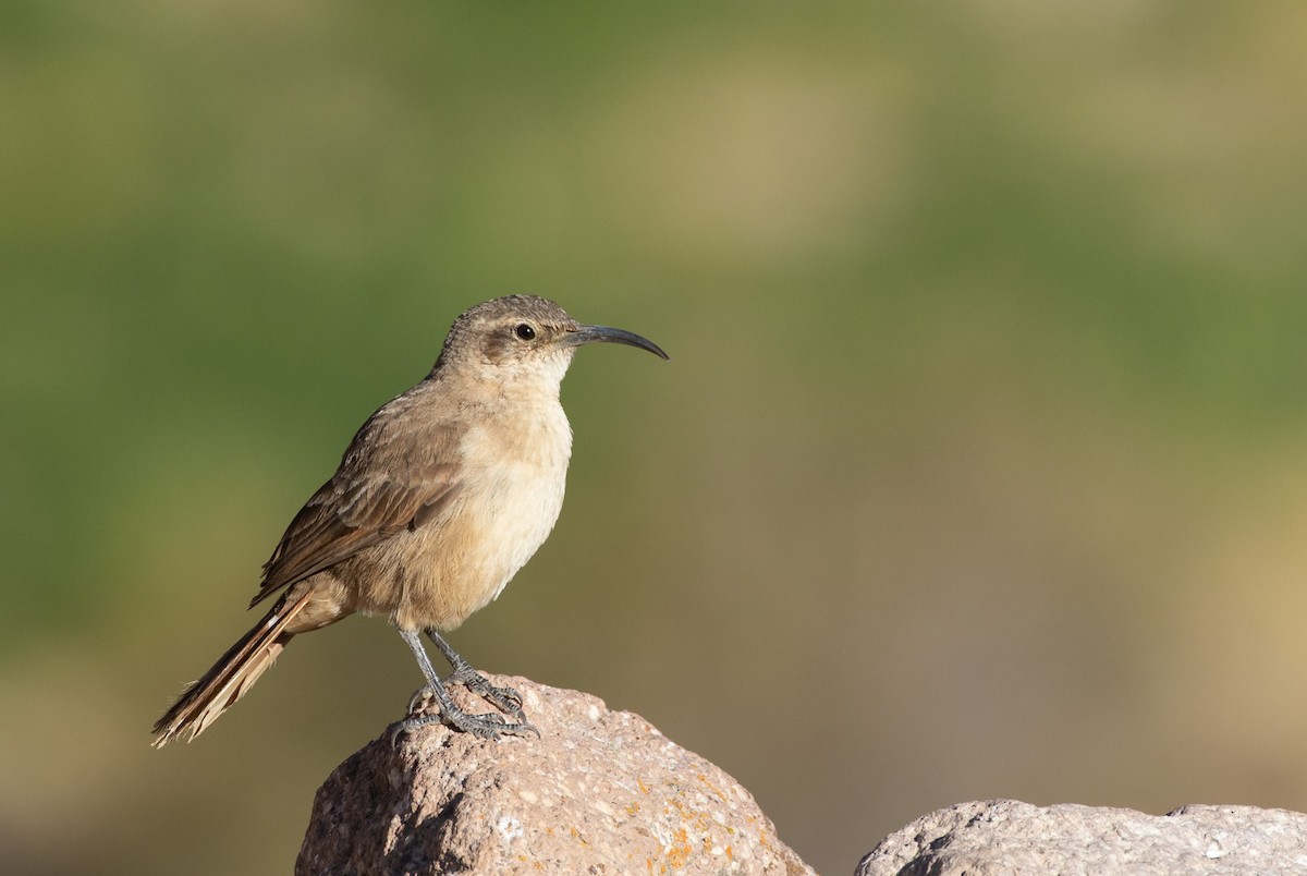 Buff-breasted Earthcreeper (Plain-breasted) - ML114770131