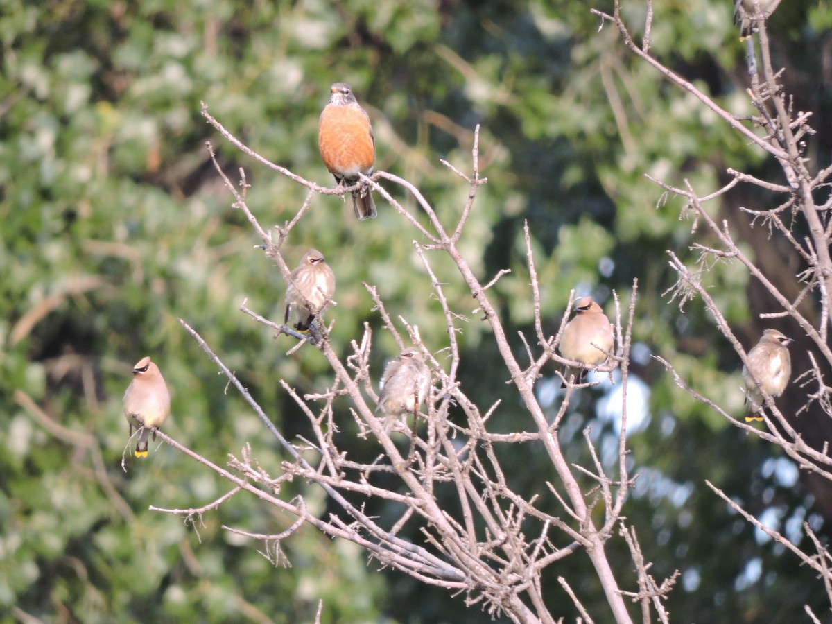 Cedar Waxwing - ML114771811