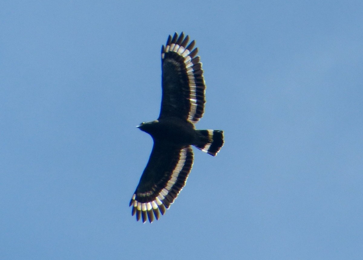 Crested Serpent-Eagle - ML114772881