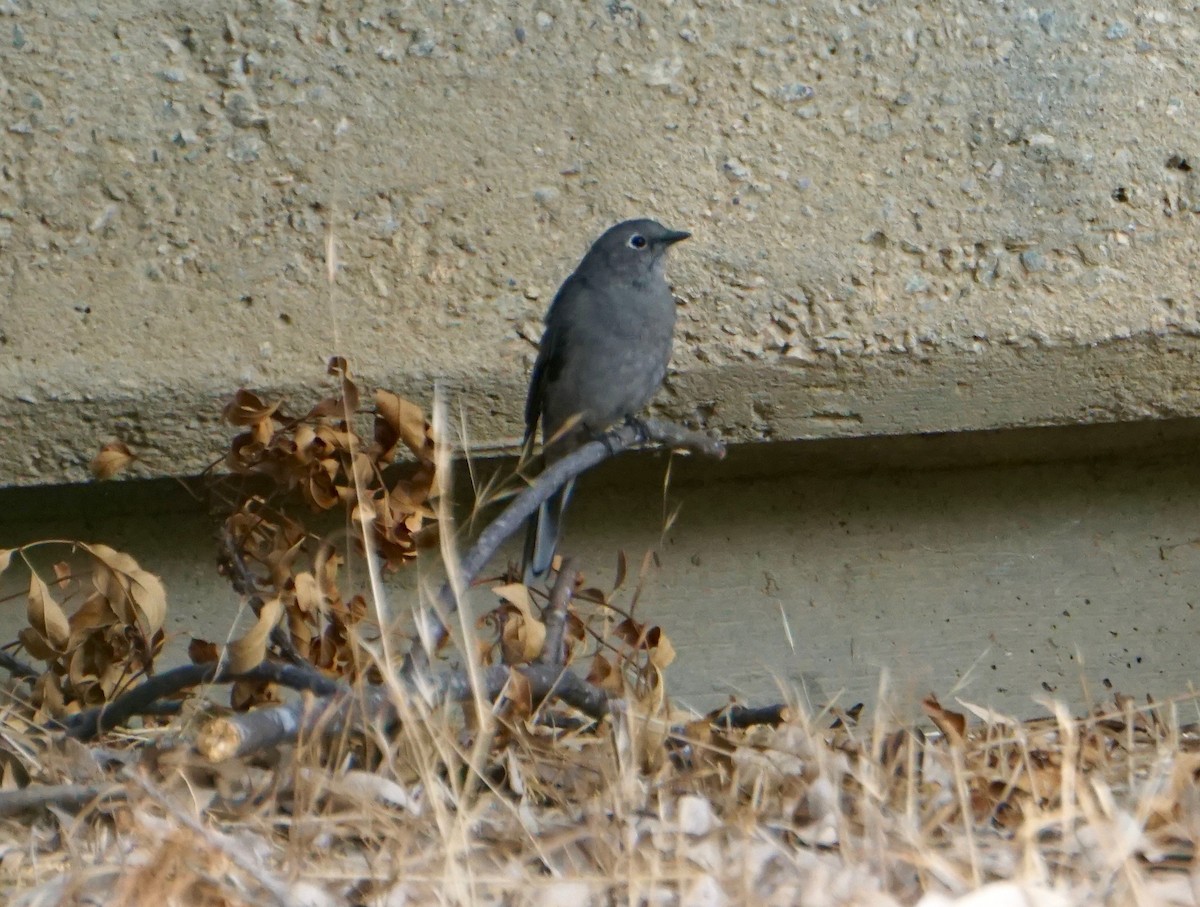 Townsend's Solitaire - David Tomb