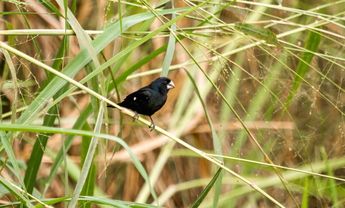 Large-billed Seed-Finch - ML114776511