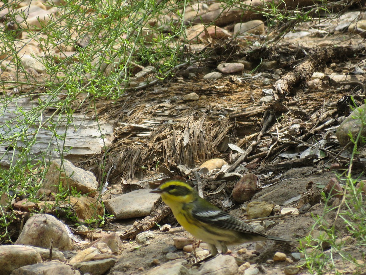 Townsend's Warbler - Jim Crites