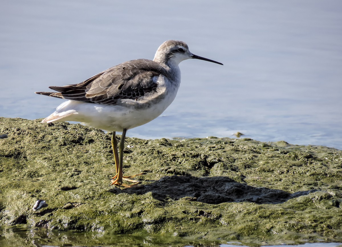 Wilson's Phalarope - ML114777451