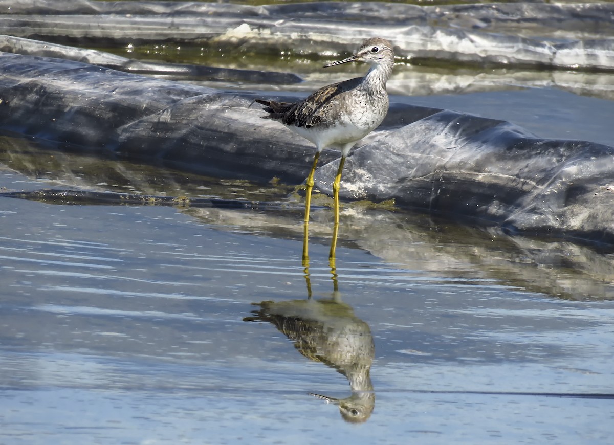 gulbeinsnipe - ML114778141