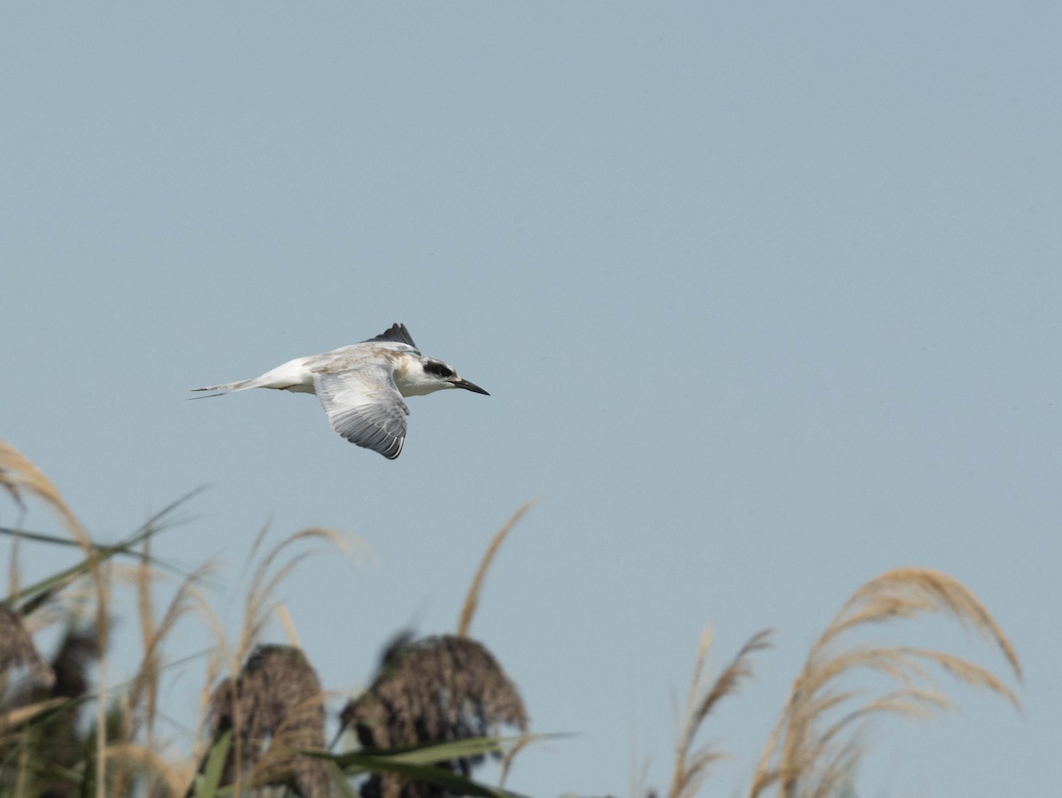 Forster's Tern - Deb Ford