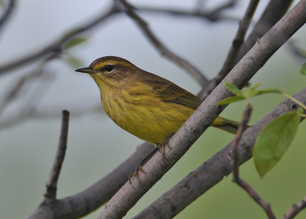 Palmiye Ötleğeni (hypochrysea) - ML114778871