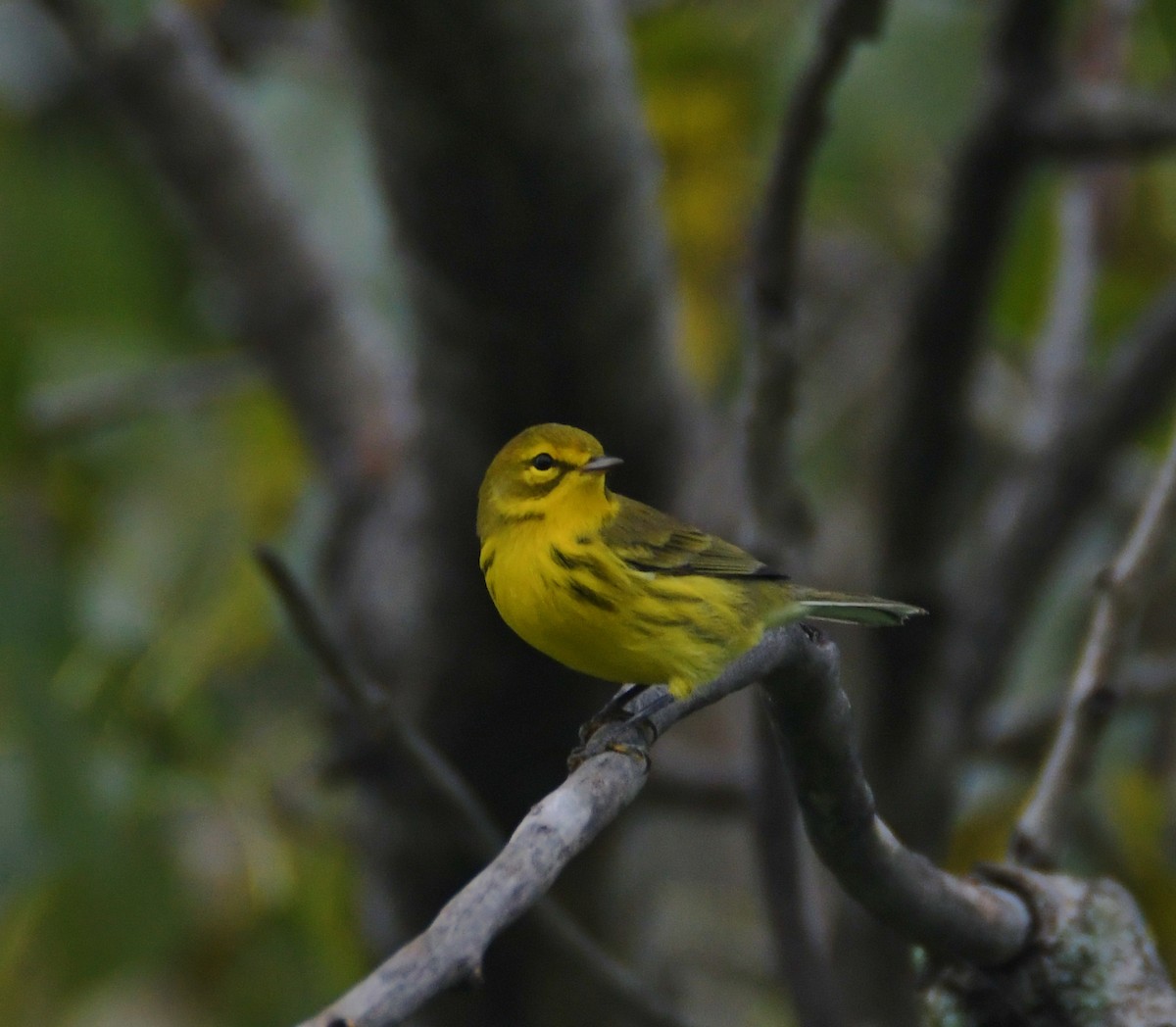 Prairie Warbler - ML114779001
