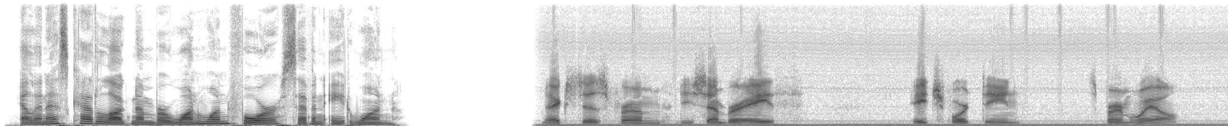 Sperm Whale - ML114781