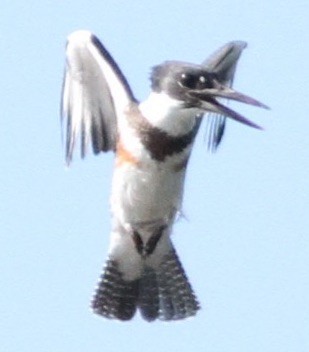 Belted Kingfisher - ML114781251