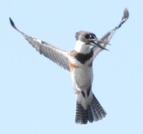 Belted Kingfisher - ML114781291