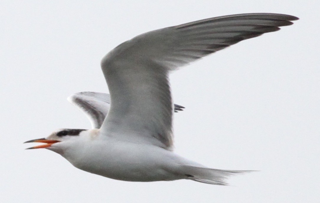 Common Tern - ML114782001