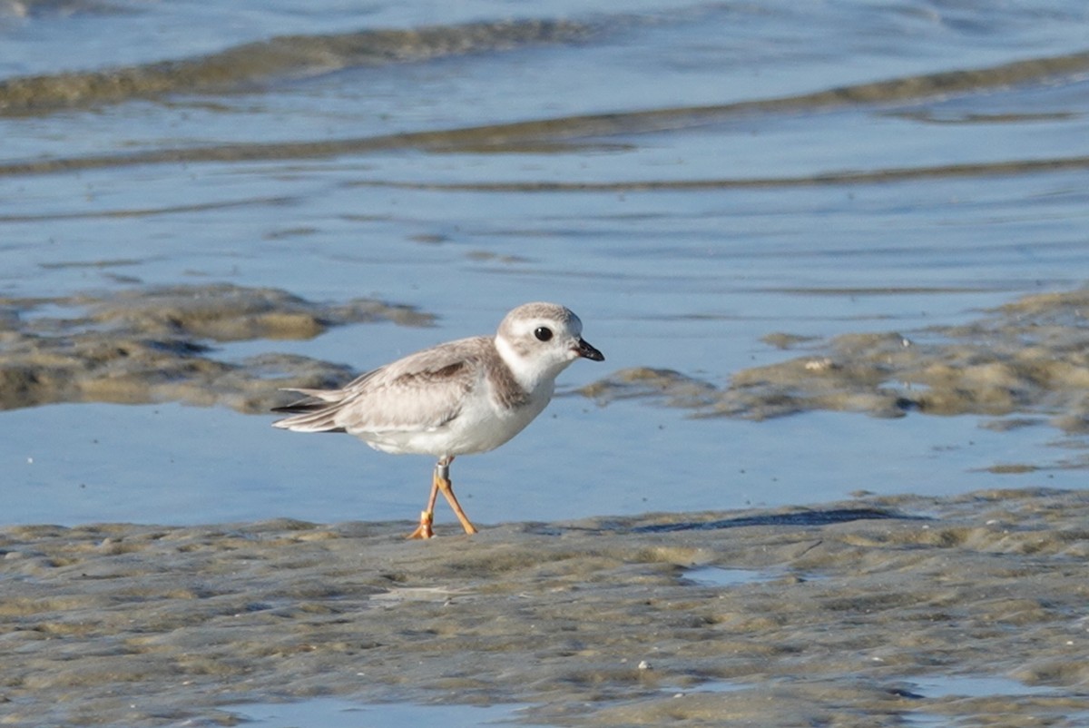 Piping Plover - deborah grimes