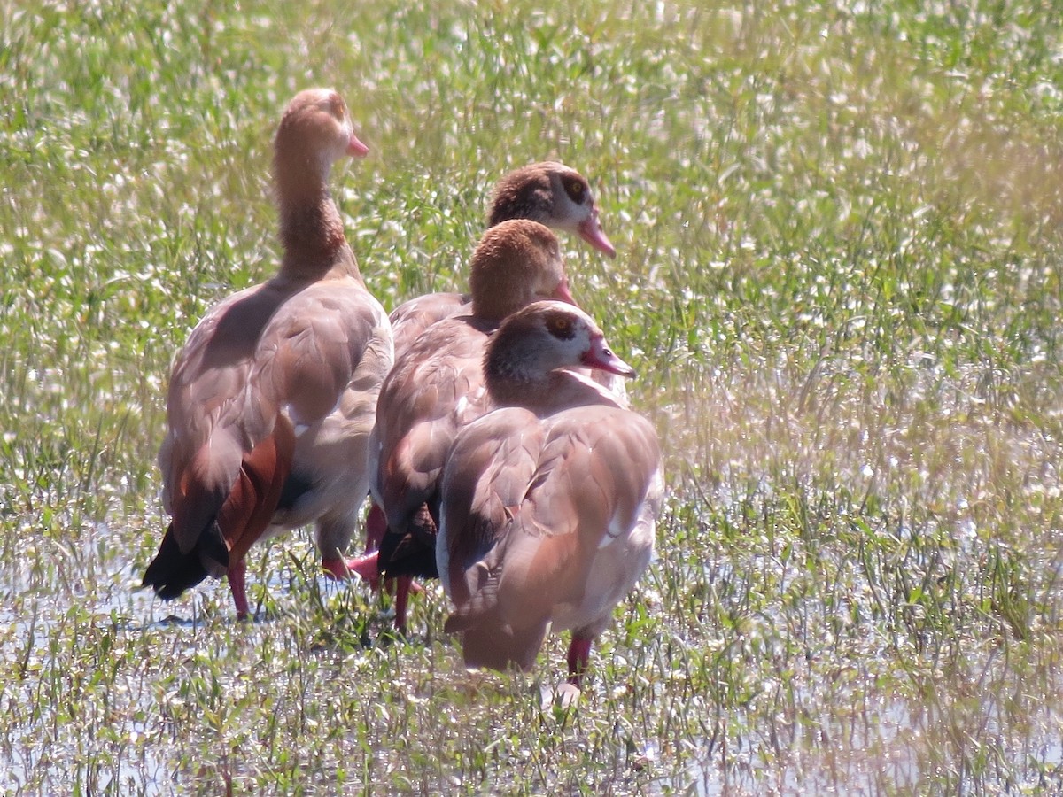 Egyptian Goose - ML114782881