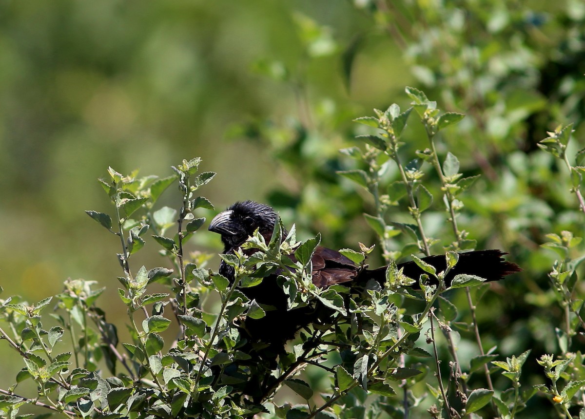 Groove-billed Ani - Rohan van Twest