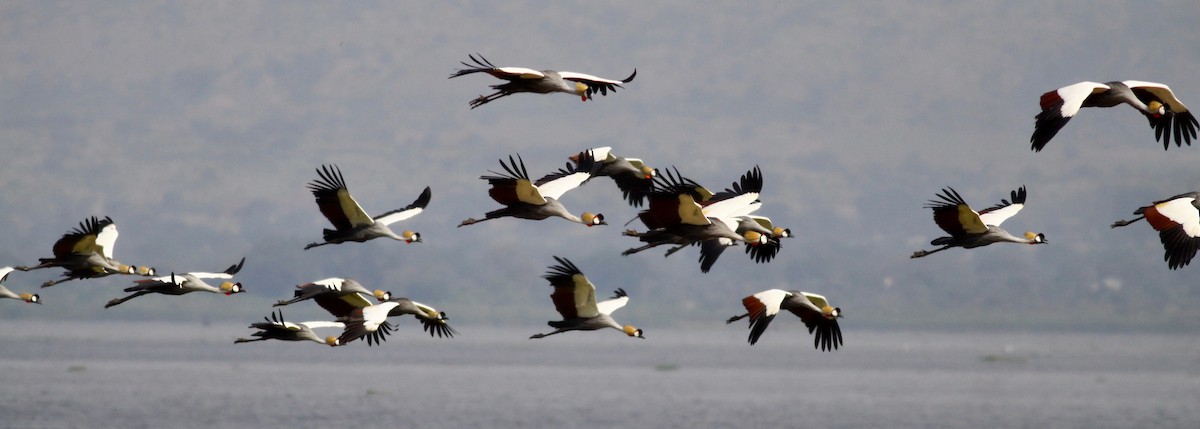 Gray Crowned-Crane - ML114785591