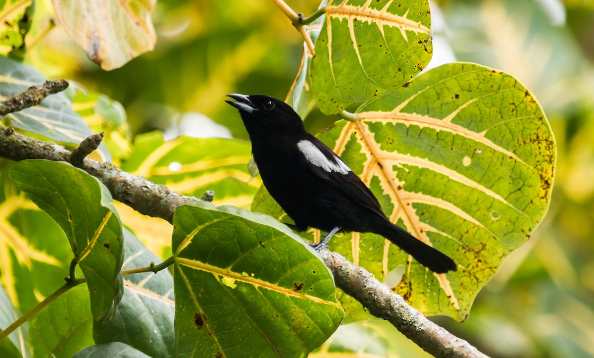 White-shouldered Tanager - ML114789531