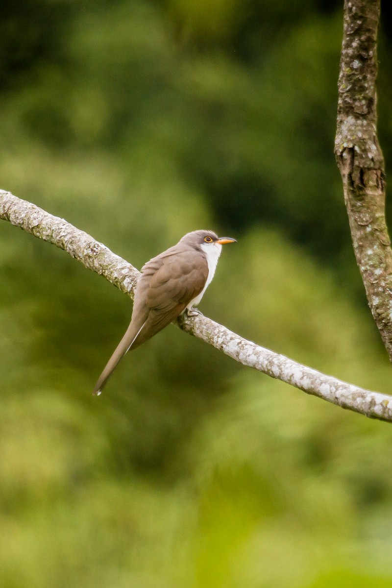 Yellow-billed Cuckoo - ML114791001