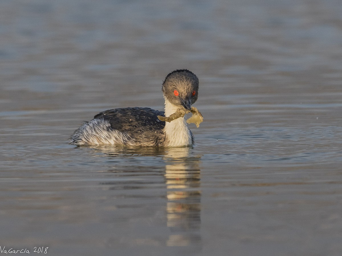 Silvery Grebe (Andean) - ML114791191