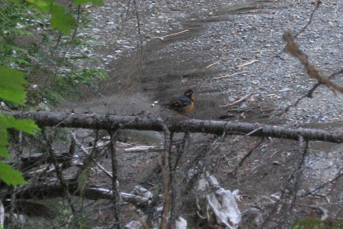 Varied Thrush - ML114791291