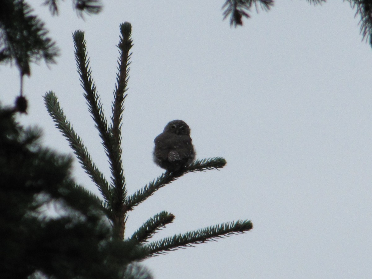 Northern Pygmy-Owl - ML114792441