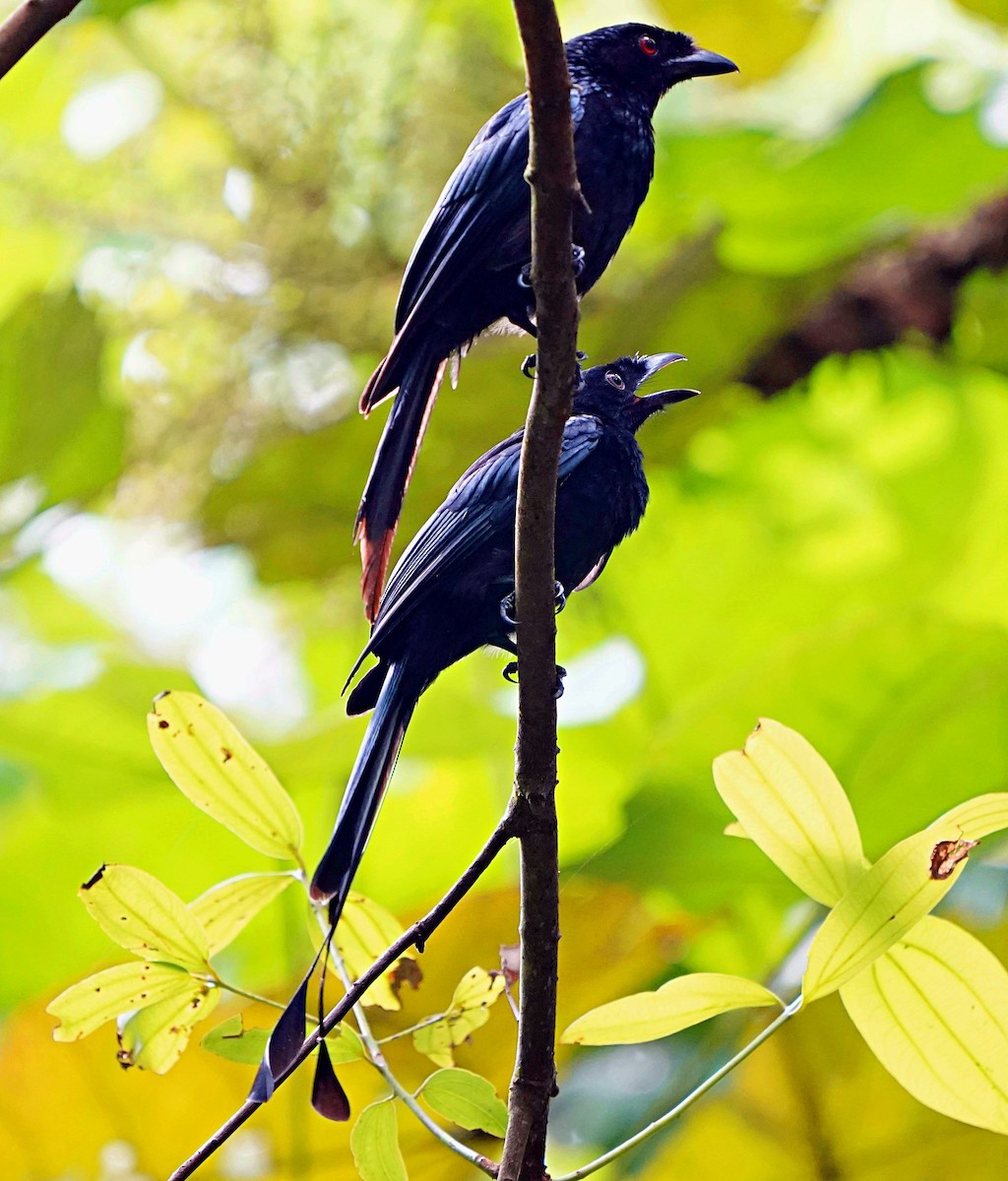 Greater Racket-tailed Drongo - ML114792591