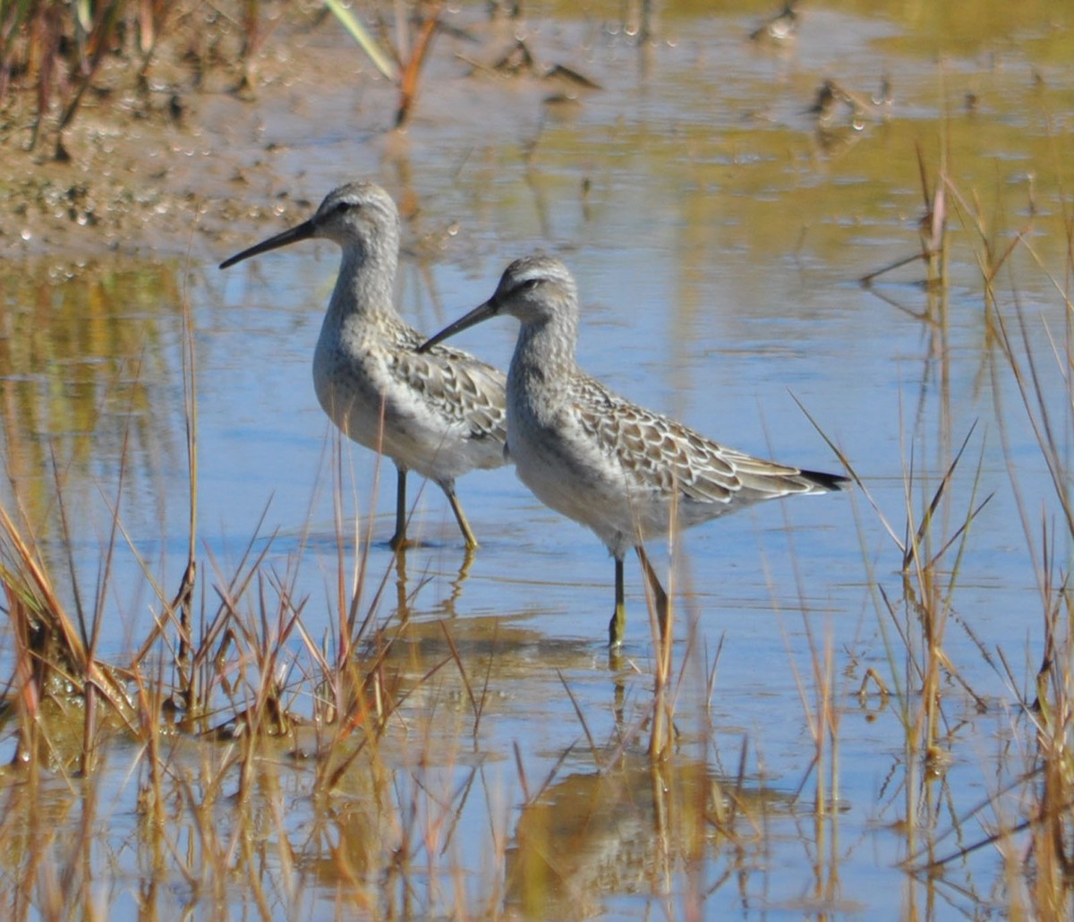 Stilt Sandpiper - ML114793231