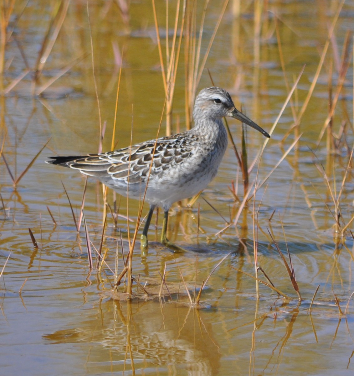 Stilt Sandpiper - Andrew Wagstaff