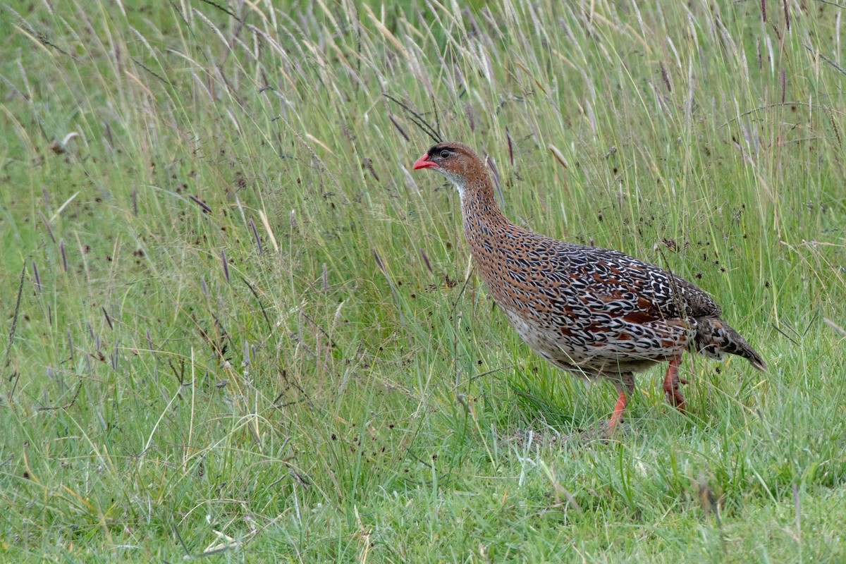 Chestnut-naped Spurfowl (Northern) - ML114795541