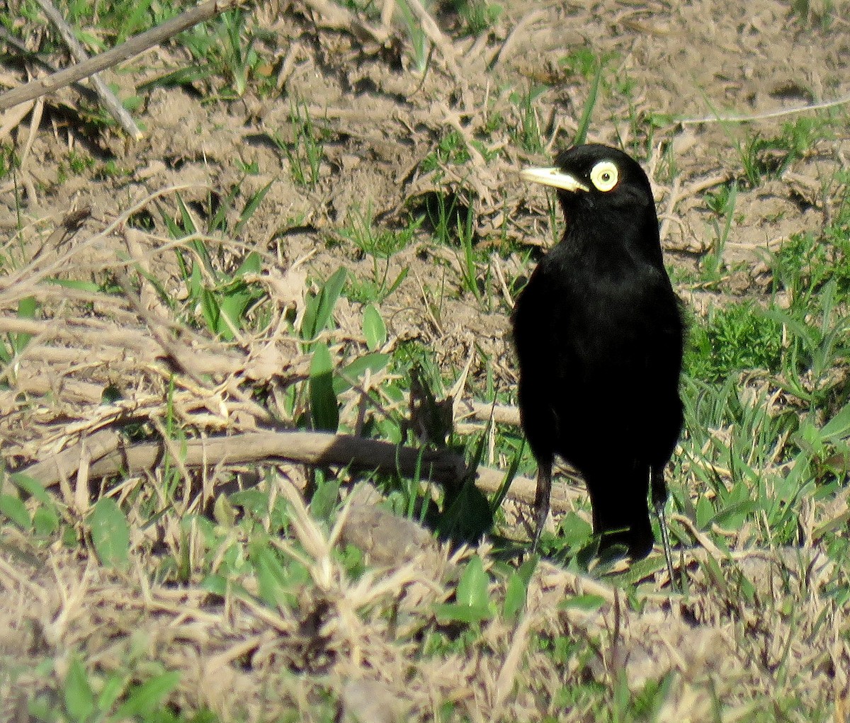 Spectacled Tyrant - ML114795981