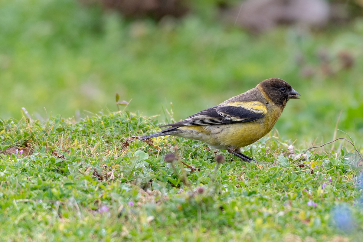 Ethiopian Siskin - Ana Paula Oxom