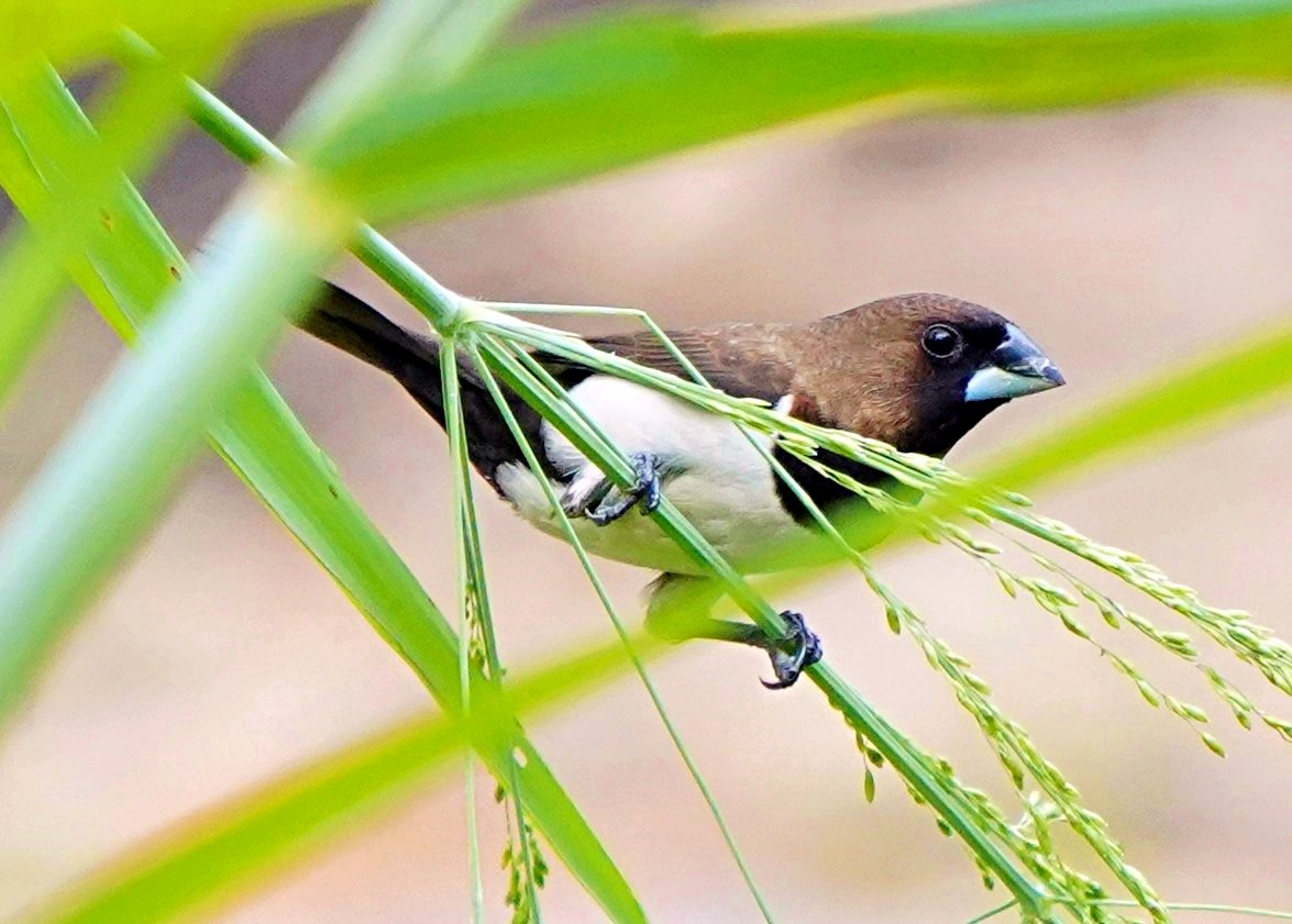 Javan Munia - ML114800481