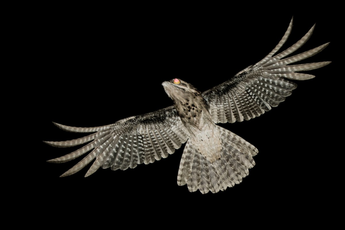 Common Potoo - João Salvador