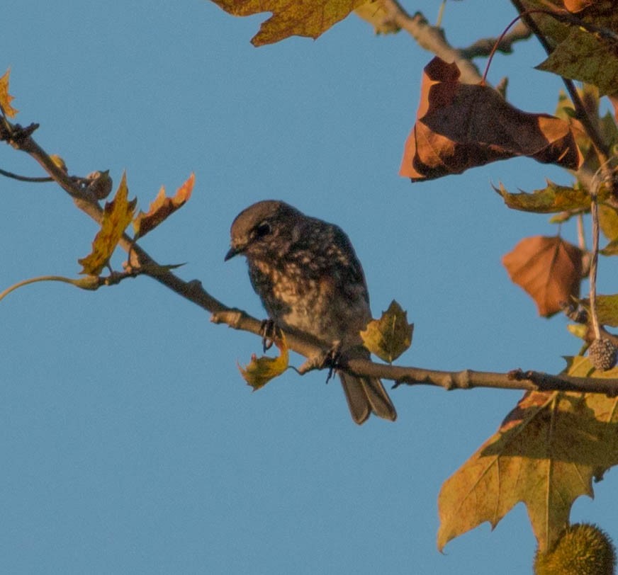 Eastern Bluebird - ML114802201