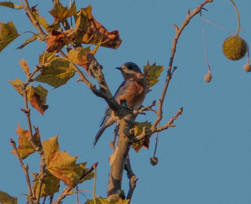 Eastern Bluebird - ML114802211