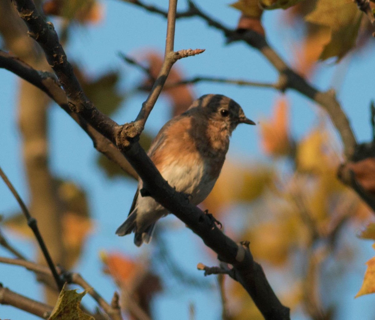 Eastern Bluebird - ML114802221