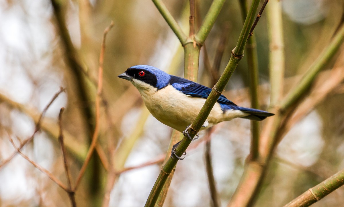 Fawn-breasted Tanager - ML114803731