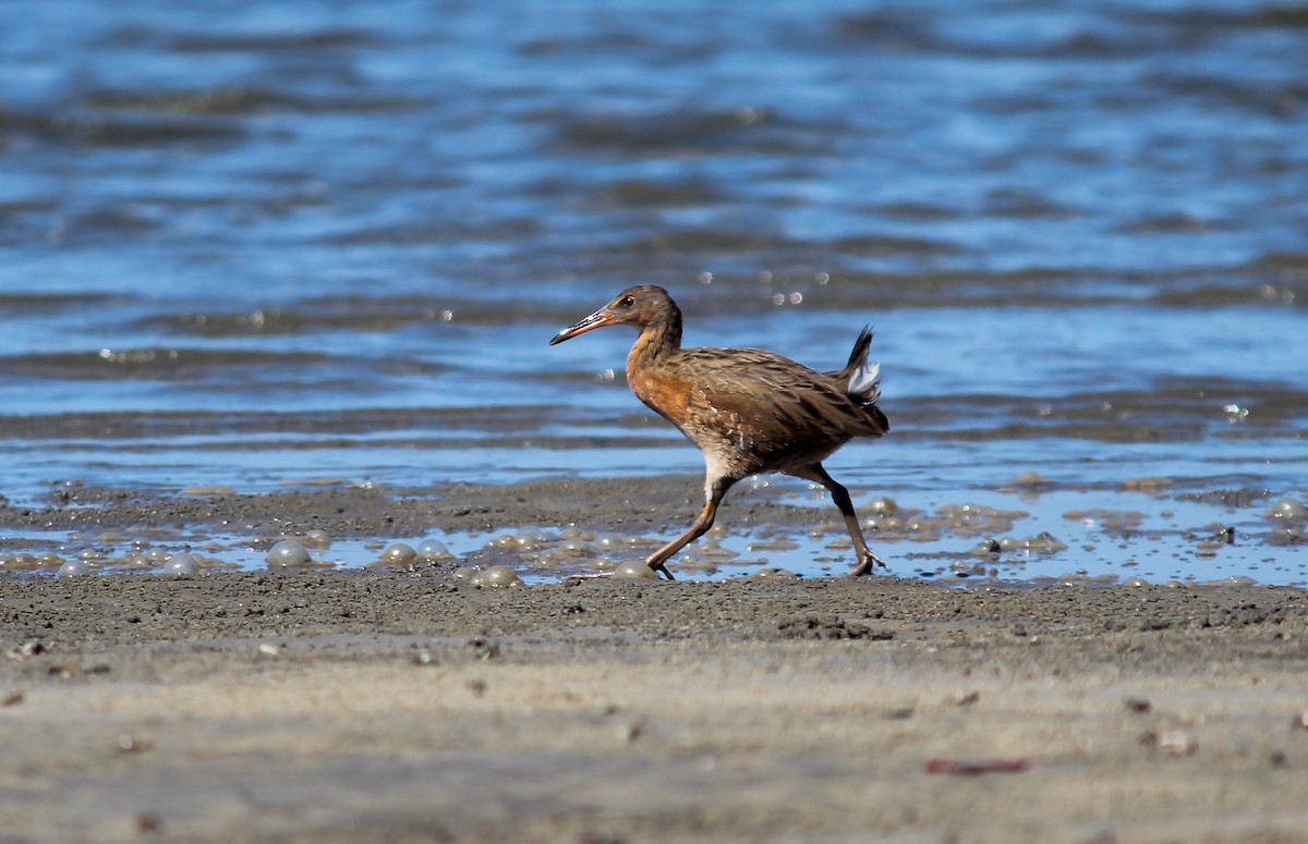 Ridgway's Rail - Jonathan Vargas