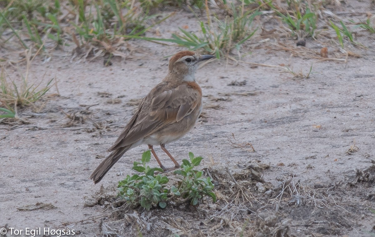 Red-capped Lark - Tor Egil Høgsås