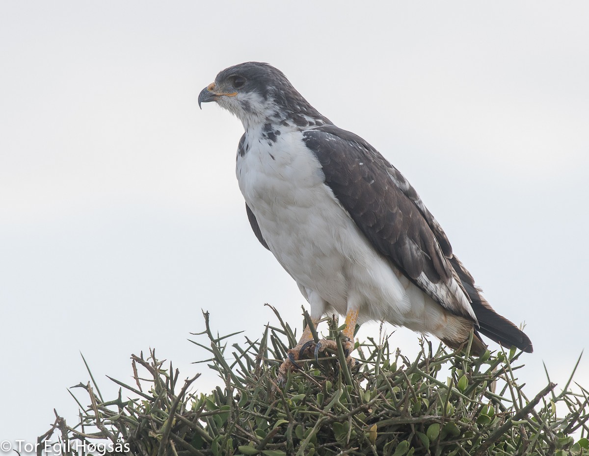 Augur Buzzard (Augur) - ML114806941