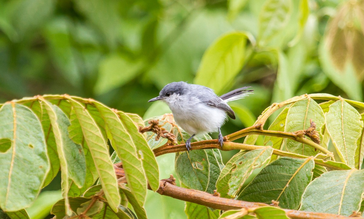 Tropical Gnatcatcher - ML114807161