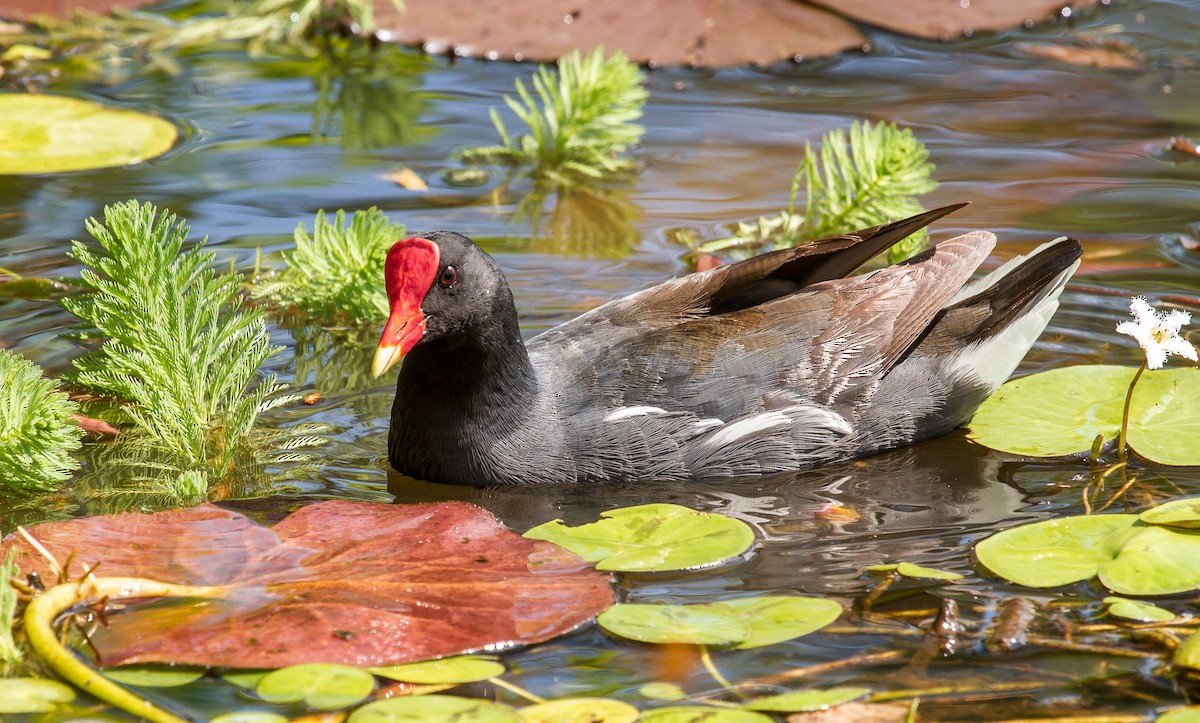 Common Gallinule - ML114807201