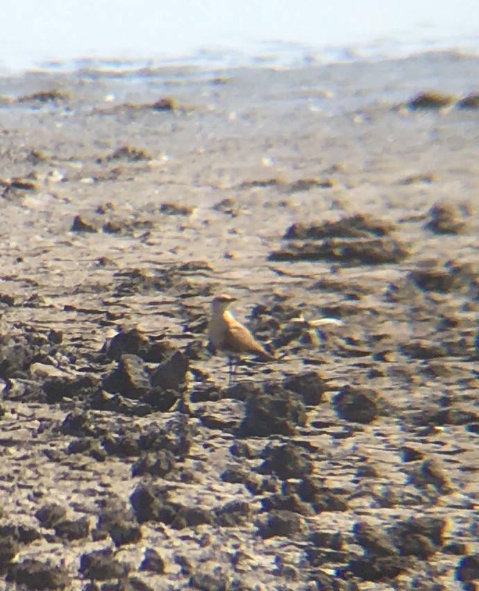 Australian Pratincole - ML114808201