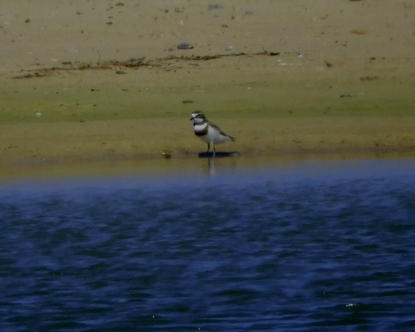 Double-banded Plover - ML114808671