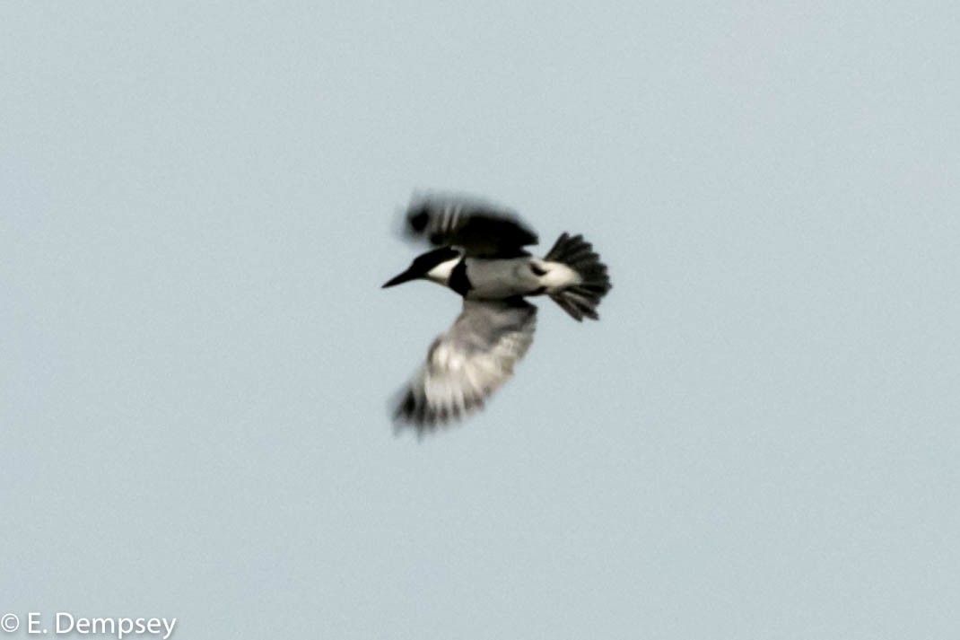 Belted Kingfisher - Ethel Dempsey