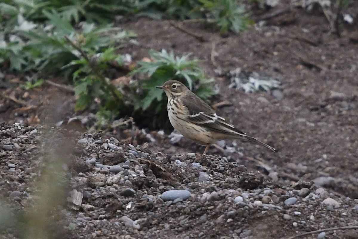 ML114809921 - American Pipit - Macaulay Library
