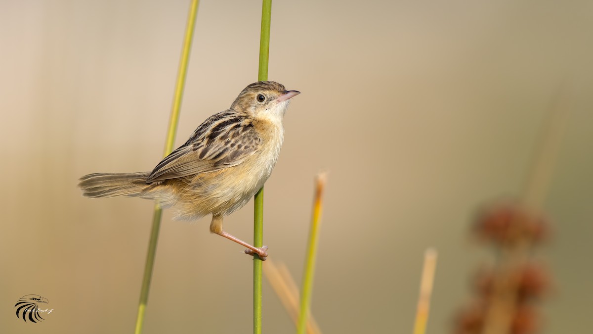 Zitting Cisticola - Ferit Başbuğ