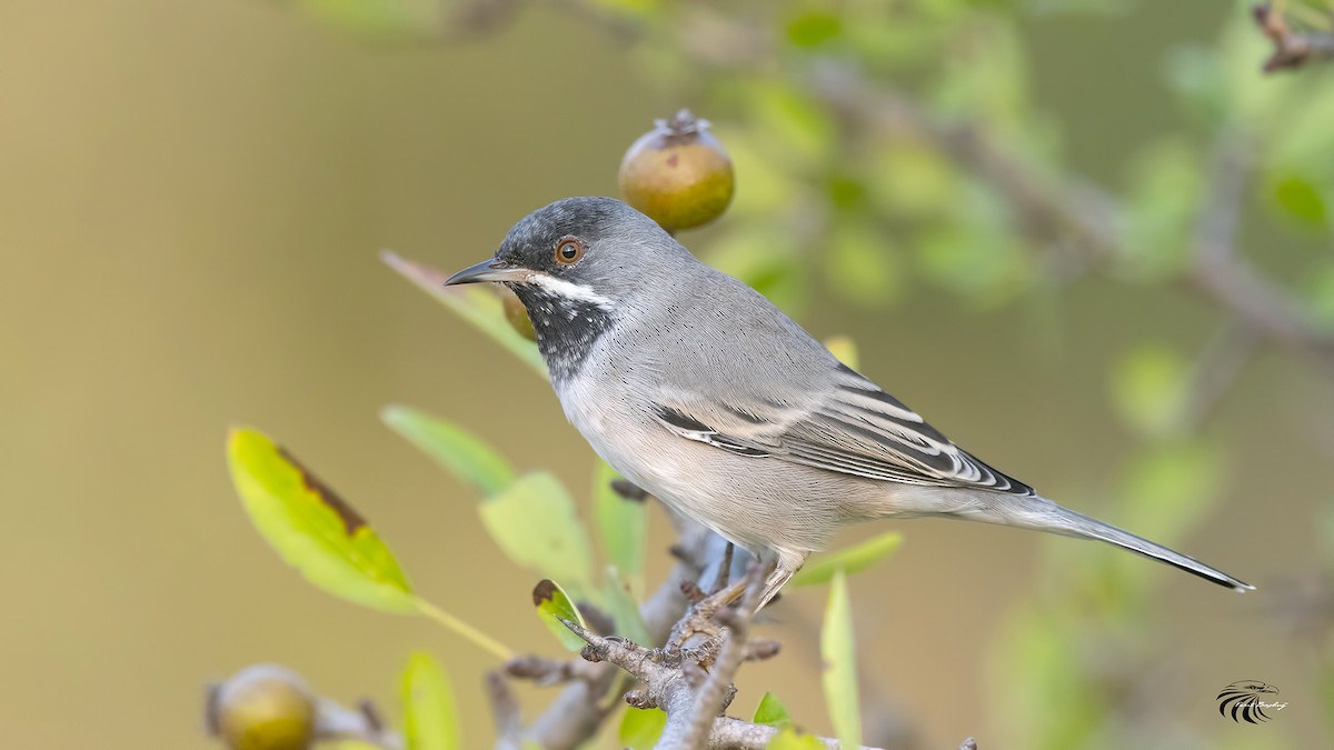 Rüppell's Warbler - Ferit Başbuğ