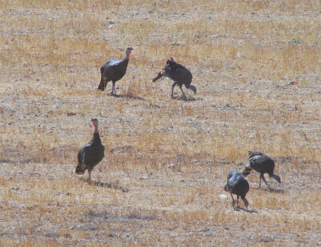 Wild Turkey - ML114811361