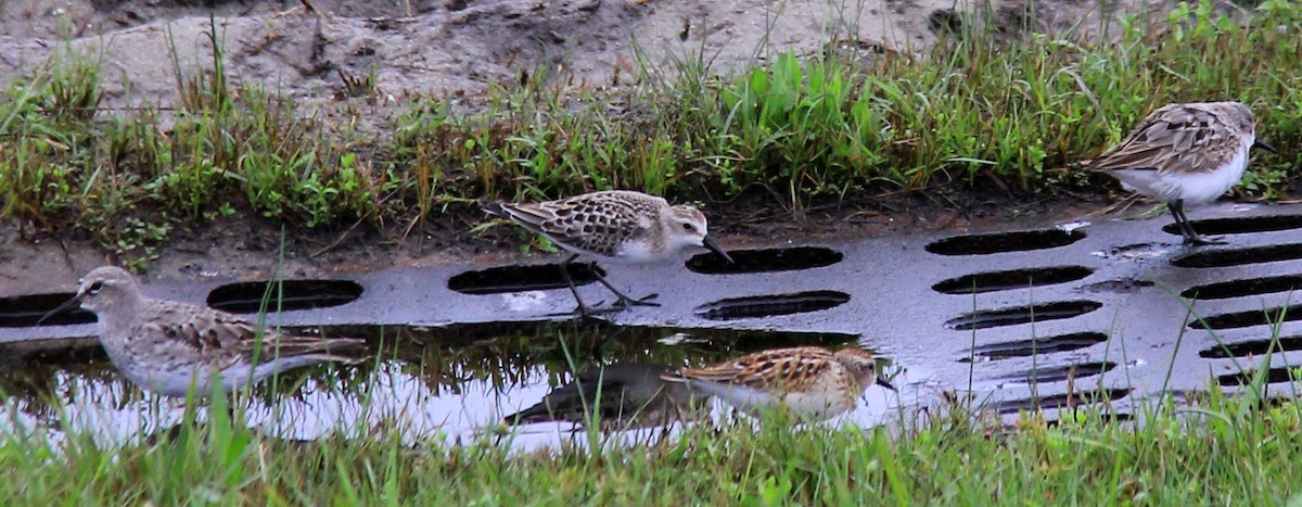 White-rumped Sandpiper - Stefan Mutchnick